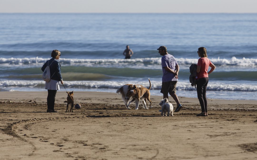 IU exige que se acote la prometida zona de playa para mascotas